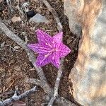 Colchicum variegatum 花