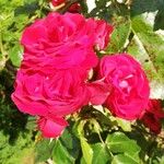 Rosa × damascena Blodyn