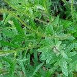 Papaver setiferum Blad