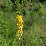 Agrimonia eupatoria പുഷ്പം