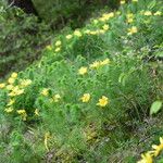 Adonis vernalis ശീലം