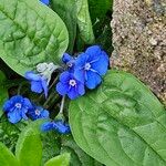 Omphalodes verna Hábito
