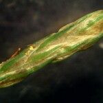 Carex demissa Blomma