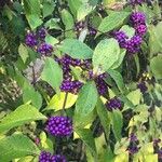 Callicarpa americana 果実