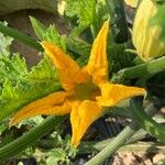 Cucurbita pepo Flower