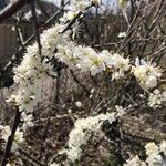 Prunus spinosaFlower