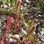 Rumex bucephalophorus Flower