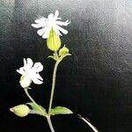 Silene latifolia花