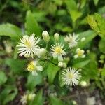 Clematis vitalbaBlodyn