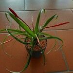 Tillandsia bulbosa Liść