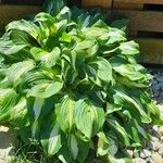 Hosta plantagineaFlor