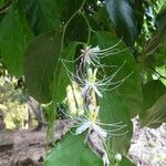 Capparis micracantha Flor