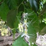 Capparis micracantha