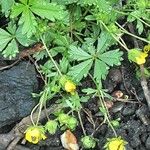 Potentilla verna Habitus