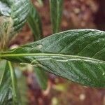 Chassalia gaertneroides Hoja