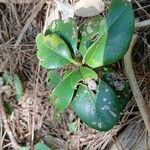 Rhaphiolepis indica Leaf