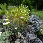 Saxifraga squarrosa Altul/Alta