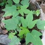 Passiflora lutea Leaf