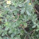 Potentilla erecta Hábito