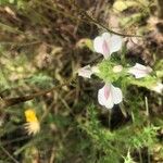 Bartsia trixago Blomma