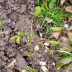 Draba verna Fruit