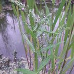 Veronica anagallis-aquatica Other