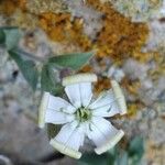 Silene vallesia Flors