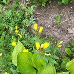 Oenothera fruticosa Fleur
