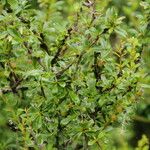 Berberis angulosa Habit