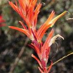 Castilleja linariifolia Flower