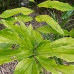 Wallichia oblongifolia Hoja