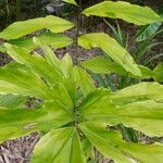 Wallichia oblongifolia Fulla