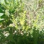 Ambrosia psilostachya Vrucht