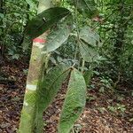 Julbernardia pellegriniana Hoja
