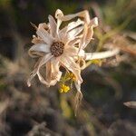 Launaea fragilis Fruit