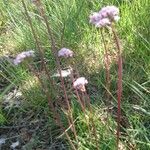 Valeriana tuberosa Buveinė