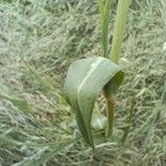 Tragopogon pratensis 葉