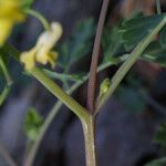 Corydalis flavula Bark