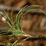 Festuca auquieri Muu