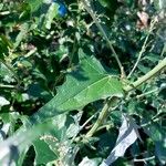 Atriplex sagittata Blad