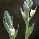 Cephalanthera cucullata Flor