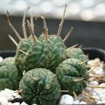 Euphorbia meloformis Φλοιός