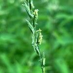 Elymus repens Flower