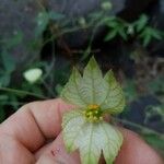 Dalechampia scandens Floare