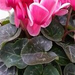 Cyclamen persicum অভ্যাস