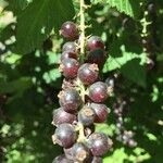 Ribes magellanicum Fruto