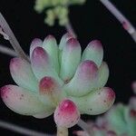 Sedum pachyphyllum Liść