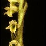 Spiranthes spiralis Flower