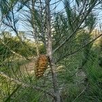 Pinus halepensis Fruit