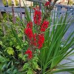 Lobelia cardinalisപുഷ്പം